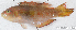  ( - S0018_002)  @11 [ ] CreativeCommons - Attribution Non-Commercial Share-Alike (2017) Henitsoa Jaonalison IH.SM, Toliara, Madagascar