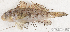  (Gobiidae_gen sp_5HJ - S0019_029)  @11 [ ] CreativeCommons - Attribution Non-Commercial Share-Alike (2017) Henitsoa Jaonalison IH.SM, Toliara, Madagascar