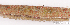  ( - S0033_002)  @11 [ ] CreativeCommons - Attribution Non-Commercial Share-Alike (2017) Henitsoa Jaonalison IH.SM, Toliara, Madagascar