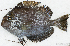  ( - S0043_005)  @11 [ ] CreativeCommons - Attribution Share-Alike (2018) Henitsoa Jaonalison Institut Halieutique et des Sciences Marines