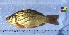  (Carassius carassius - IFCZE0569)  @14 [ ] Unspecified (default): All Rights Reserved  Unspecified Unspecified