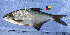  (Ballerus sapa - IFCZE1118)  @14 [ ] Unspecified (default): All Rights Reserved  Unspecified Unspecified