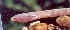  ( - IFCZE6351)  @12 [ ] Unspecified (default): All Rights Reserved  Unspecified Unspecified