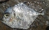  ( - BLG2139)  @11 [ ] Copyright (2016) PHCDBS PAUL HEBERT CNETRE FOR DNA BARCODING AND BIODIVERSITY STUDIES