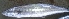  ( - BLG5116)  @11 [ ] Copyright (2016) PHCDBS PAUL HEBERT CNETRE FOR DNA BARCODING AND BIODIVERSITY STUDIES