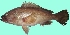  (Epinephelus epistictus - G10FISH)  @13 [ ] Copyright (2016) PHCDBS DEPT.MLR,ANDHRA UNIVERSITY