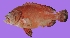  ( - G100)  @11 [ ] Copyright (2016) PHCDBS PAUL HEBERT CENTRE FOR DNA BARCODING AND BIODIVERSITY STUDIE