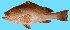  (Epinephelus undulosus - G57)  @11 [ ] Copyright (2016) PHCDBS DEPT.MLR,ANDHRA UNIVERSITY