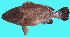  (Epinephelus magniscuttis - G79)  @11 [ ] Copyright (2016) PHCDBS PAUL HEBERT CENTRE FOR DNA BARCODING AND BIODIVERSITY STUDIE