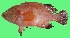  ( - G96)  @11 [ ] Copyright (2016) PHCDBS PAUL HEBERT CENTRE FOR DNA BARCODING AND BIODIVERSITY STUDIE