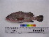  (Epinephelus diacanthus - NF536)  @14 [ ] Unspecified (default): All Rights Reserved  Unspecified Unspecified