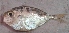  ( - KLK36)  @11 [ ] Copyright (2016) PHCDBS PAUL HEBERT CENTRE FOR DNA BARCODING AND BIODIVERSITY STUDIE
