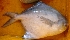 ( - KMF24)  @11 [ ] Copyright (2016) PHCDBS PAUL HEBERT CENTRE FOR DNA BARCODING AND BIODIVERSITY STUDIE