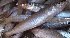  ( - MSWCF221)  @11 [ ] Copyright (2016) PHCDBS PAUL HEBERT CENTRE FOR DNA BARCODING AND BIODIVERSITY STUDIE