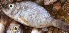  ( - MSWCF291)  @11 [ ] Copyright (2016) PHCDBS PAUL HEBERT CENTRE FOR DNA BARCODING AND BIODIVERSITY STUDIE
