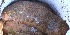  ( - MSWCF453)  @11 [ ] Copyright (2016) PHCDBS PAUL HEBERT CENTRE FOR DNA BARCODING AND BIODIVERSITY STUDIE