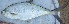  ( - MSWCF462)  @11 [ ] Copyright (2016) PHCDBS PAUL HEBERT CENTRE FOR DNA BARCODING AND BIODIVERSITY STUDIE