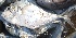 ( - MSWCF538)  @11 [ ] Copyright (2016) PHCDBS PAUL HEBERT CENTRE FOR DNA BARCODING AND BIODIVERSITY STUDIE