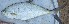  ( - MSWCF72)  @11 [ ] Copyright (2016) PHCDBS PAUL HEBERT CENTRE FOR DNA BARCODING AND BIODIVERSITY STUDIE