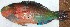  ( - RMF140)  @11 [ ] Copyright (2015) Dr.G.D. Khedkar PAUL HEBERT CENTRE FOR DNA BARCODING AND BIODIVERSITY STUDIES