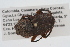  ( - IAvH-E-159844)  @13 [ ] CreativeCommons - Attribution Non-Commercial (2015) Instituto Humboldt IAvH Instituto de Investigacion de Recursos Biologicos Alexander von Humboldt