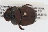  (Phanaeus bispinus - IAvH-E-138646)  @13 [ ] CreativeCommons - Attribution Non-Commercial (2015) Instituto Humboldt IAvH Instituto de Investigacion de Recursos Biologicos Alexander von Humboldt