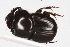  (Onthophagus acuminatusAS1 - IAvH-E-151437)  @13 [ ] CreativeCommons - Attribution Non-Commercial (2015) Instituto Humboldt IAvH Instituto de Investigacion de Recursos Biologicos Alexander von Humboldt