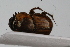  ( - IAvH-E-147518)  @11 [ ] CreativeCommons - Attribution Non-Commercial (2015) Instituto Humboldt IAvH Instituto de Investigacion de Recursos Biologicos Alexander von Humboldt