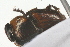  ( - IAvH-E-161314)  @11 [ ] CreativeCommons - Attribution Non-Commercial (2015) Instituto Humboldt IAvH Instituto de Investigacion de Recursos Biologicos Alexander von Humboldt