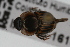  (Onthophagus landolti - IAvH-E-161320)  @13 [ ] CreativeCommons - Attribution Non-Commercial (2015) Instituto Humboldt IAvH Instituto de Investigacion de Recursos Biologicos Alexander von Humboldt