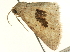  (Asthena dorsinotata - CCDB-19574-B09)  @12 [ ] CreativeCommons - Attribution (2012) CBG Photography Group Centre for Biodiversity Genomics