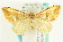  (Sterrhochaeta - CCDB-19574-F07)  @14 [ ] CreativeCommons - Attribution (2012) CBG Photography Group Centre for Biodiversity Genomics
