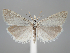  (Catoptria cabardinica - BGE_MZH_LEP_0194)  @11 [ ] CreativeCommons  Attribution Non-Commercial Share-Alike (2024) Leo Vahatalo Universityof Helsinki
