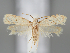  (Symmoca vitiosella - BGE_MZH_LEP_0403)  @11 [ ] CreativeCommons  Attribution Non-Commercial Share-Alike (2024) Leo Vahatalo Universityof Helsinki