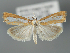  (Catoptria pinella - BGE_MZH_LEP_0504)  @11 [ ] CreativeCommons  Attribution Non-Commercial Share-Alike (2024) Leo Vahatalo Universityof Helsinki