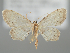  (Idaea dimidiata antitaurica - BGE_MZH_LEP_0568)  @11 [ ] CreativeCommons  Attribution Non-Commercial Share-Alike (2024) Leo Vahatalo Universityof Helsinki