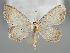  (Idaea dimidiata - BGE_MZH_LEP_0569)  @11 [ ] CreativeCommons  Attribution Non-Commercial Share-Alike (2024) Leo Vahatalo Universityof Helsinki
