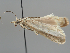  (Catoptria laevigatellus - BGE_MZH_LEP_0638)  @11 [ ] CreativeCommons  Attribution Non-Commercial Share-Alike (2024) Leo Vahatalo Universityof Helsinki