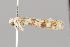  (Ornativalva longiductella - BGE_MZH_LEP_0816)  @11 [ ] CreativeCommons  Attribution Non-Commercial Share-Alike (2024) Leo Vahatalo University of Helsinki