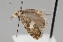  (Dichrorampha albimacula - BGE_MZH_LEP_0883)  @11 [ ] CreativeCommons  Attribution Non-Commercial Share-Alike (2024) Leo Vahatalo University of Helsinki