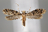  (Morophaga hyrcanella - BGE_MZH_LEP_0898)  @11 [ ] CreativeCommons  Attribution Non-Commercial Share-Alike (2024) Leo Vahatalo University of Helsinki