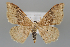  (Idaea degeneraria - BGE_MZH_LEP_1002)  @11 [ ] CreativeCommons  Attribution Non-Commercial Share-Alike (2024) Leo Vahatalo University of Helsinki