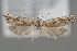  (Eucosma paetulana - BGE_MZH_LEP_1009)  @11 [ ] CreativeCommons  Attribution Non-Commercial Share-Alike (2024) Leo Vahatalo University of Helsinki