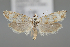  (Cnephasia orientana - BGE_MZH_LEP_1100)  @11 [ ] CreativeCommons  Attribution Non-Commercial Share-Alike (2024) Leo Vahatalo University of Helsinki