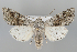  (Ammoconia anonyma - BGE_MZH_LEP_1240)  @11 [ ] CreativeCommons  Attribution Non-Commercial Share-Alike (2024) Leo Vahatalo University of Helsinki