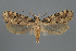  (Morophagoides iranensis - BGE_MZH_LEP_1342)  @11 [ ] CreativeCommons - Attribution Non-Commercial Share-Alike (2025) Leo Vahatalo University of Helsinki
