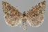  (Pyrausta aerealis cinnamomalis - BGE_MZH_LEP_1418)  @11 [ ] CreativeCommons - Attribution Non-Commercial Share-Alike (2025) Leo Vahatalo University of Helsinki