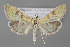  (Mecyna amasialis - BGE_MZH_LEP_1426)  @11 [ ] CreativeCommons  Attribution Non-Commercial Share-Alike (2024) Leo Vahatalo University of Helsinki