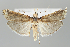  (Uncinus nobilella - BGE_MZH_LEP_1494)  @11 [ ] CreativeCommons  Attribution Non-Commercial Share-Alike (2024) Leo Vahatalo University of Helsinki