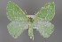  (Thetidia smaragdaria gigantea - BGE_MZH_LEP_2281)  @11 [ ] CreativeCommons - Attribution Non-Commercial Share-Alike (2025) Leo Vahatalo University of Helsinki